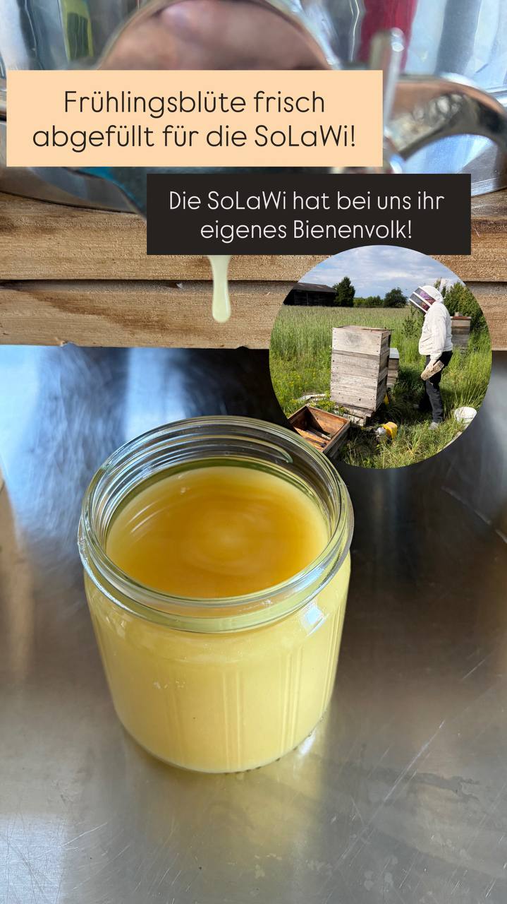 Honig vom Bienenvolk der Solawi.jpg