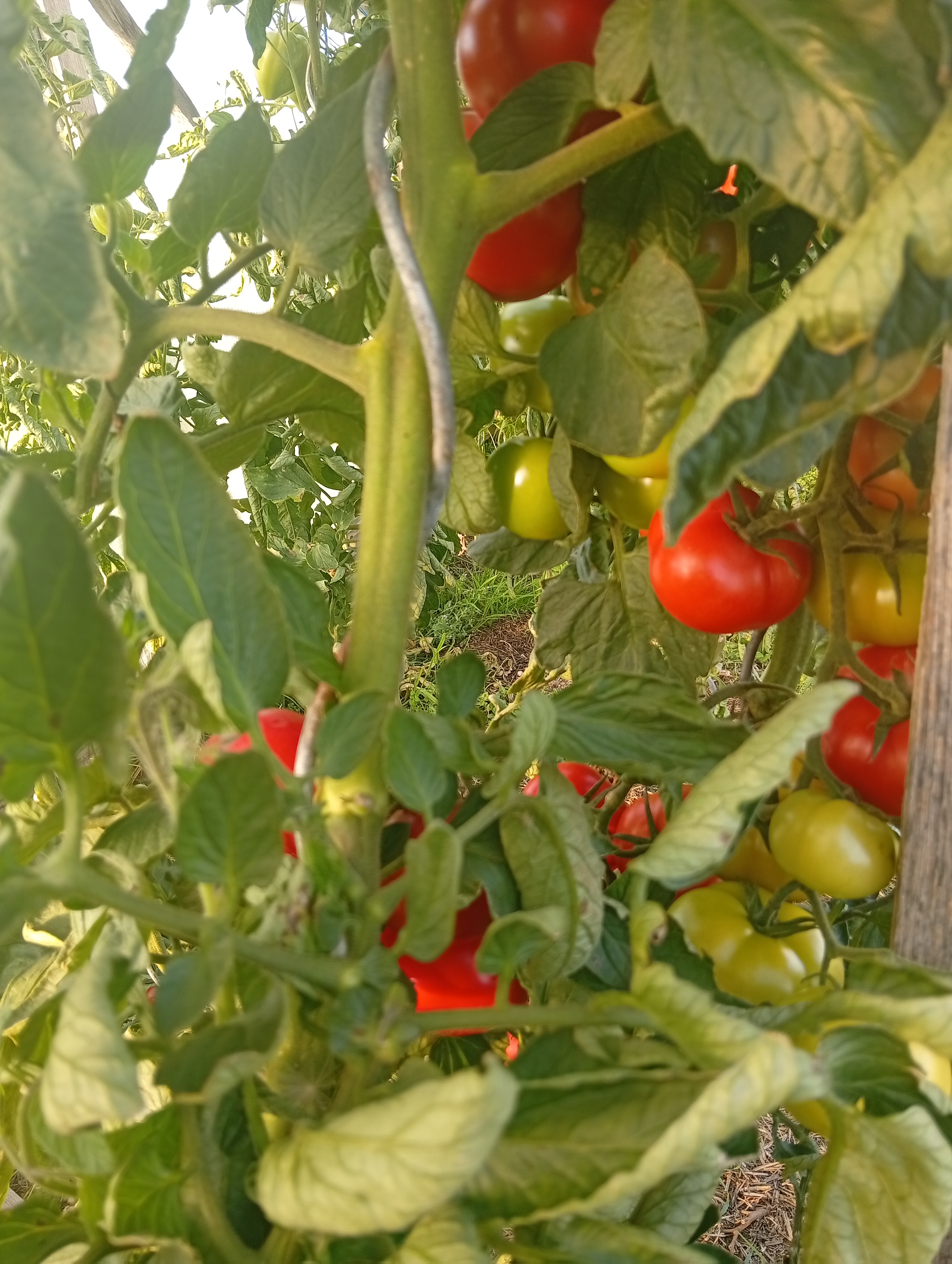 Tomaten1.jpg
