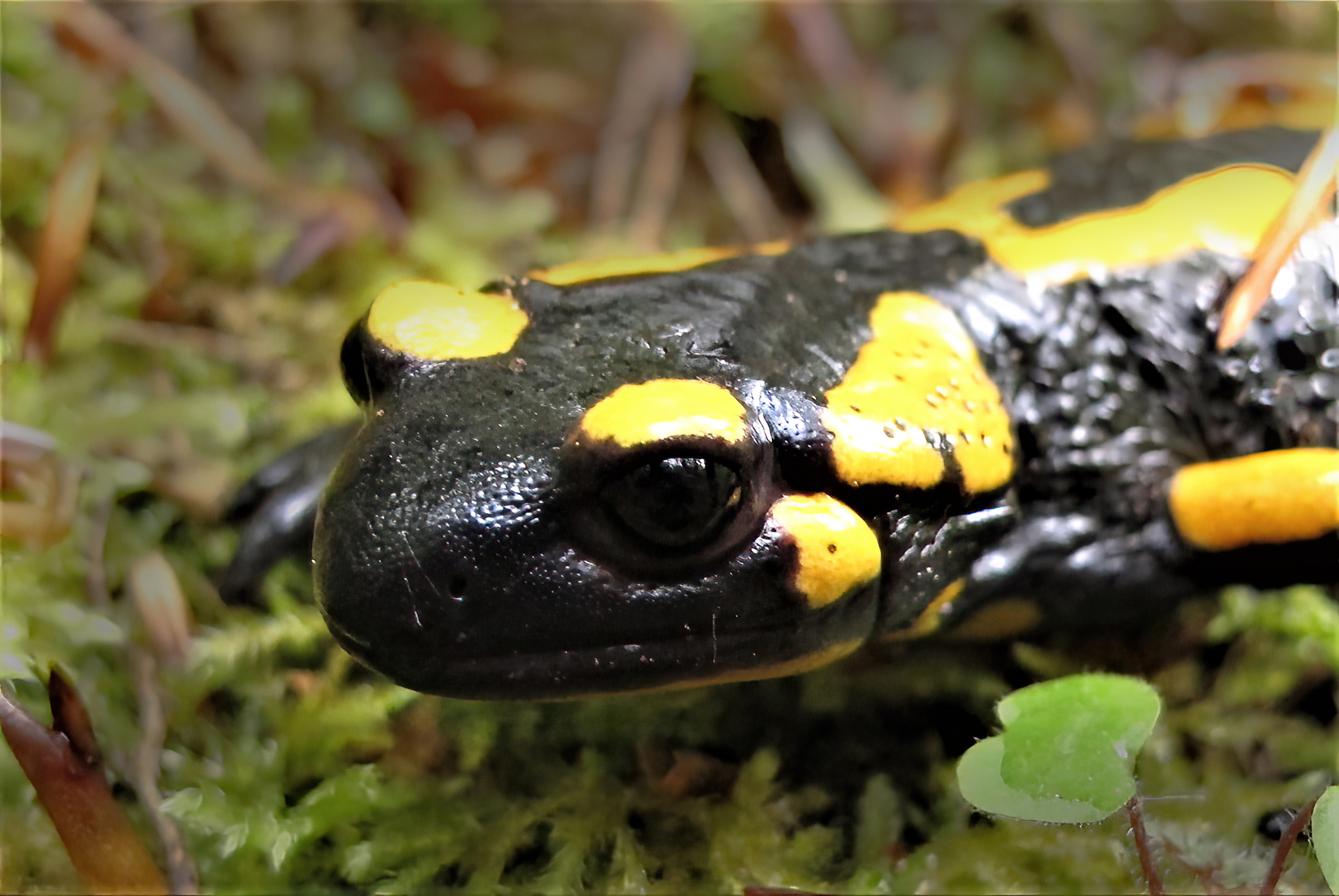 Feuersalamander_Hufnagel.jpg