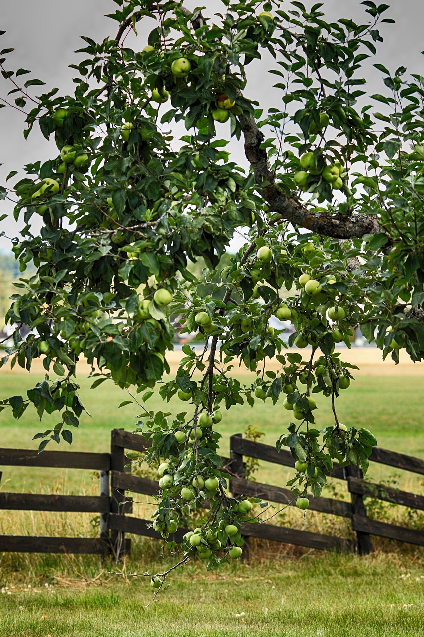 Sommerschnitt an Obstbäumen