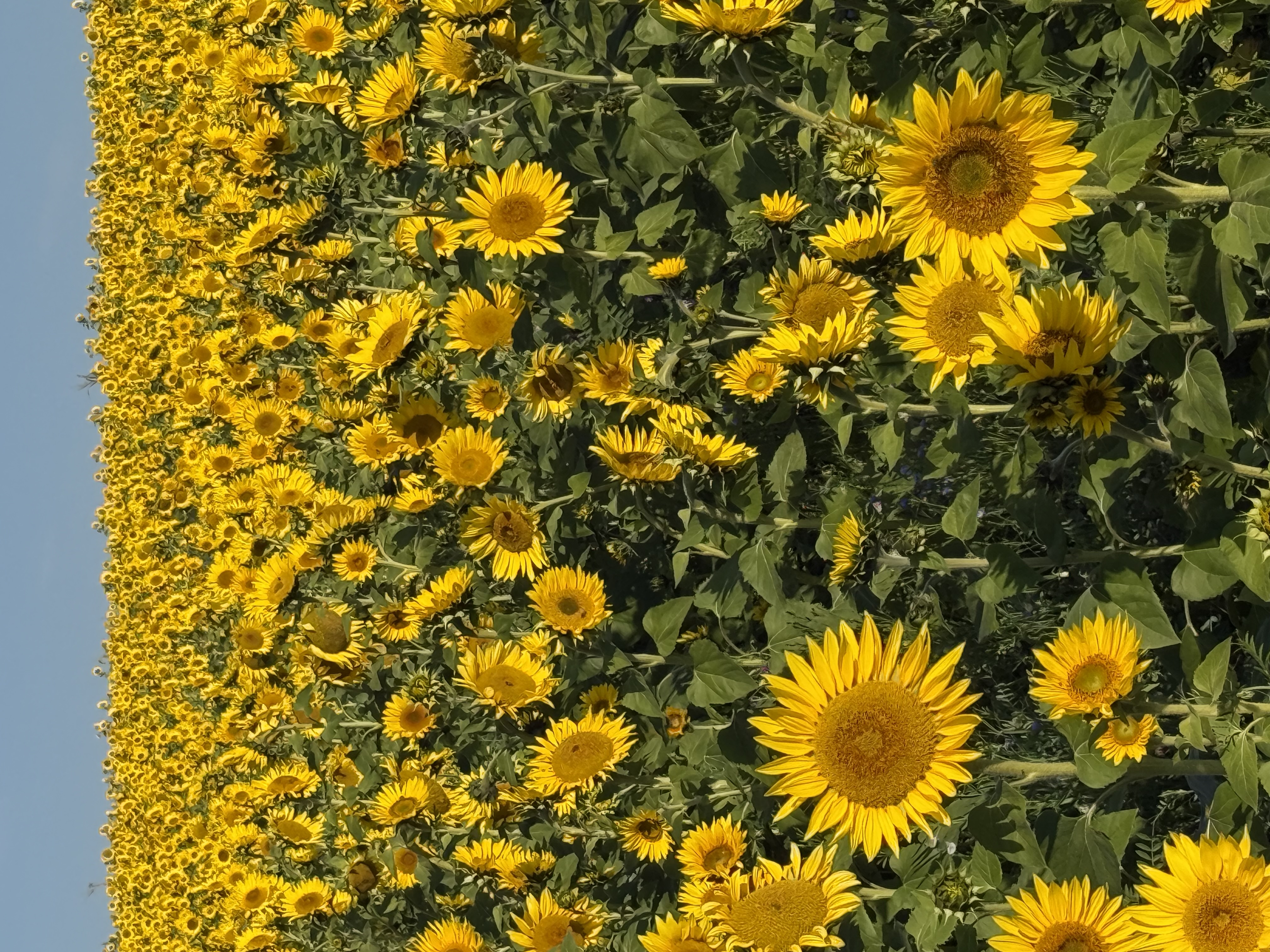 IMG_1115.jpeg