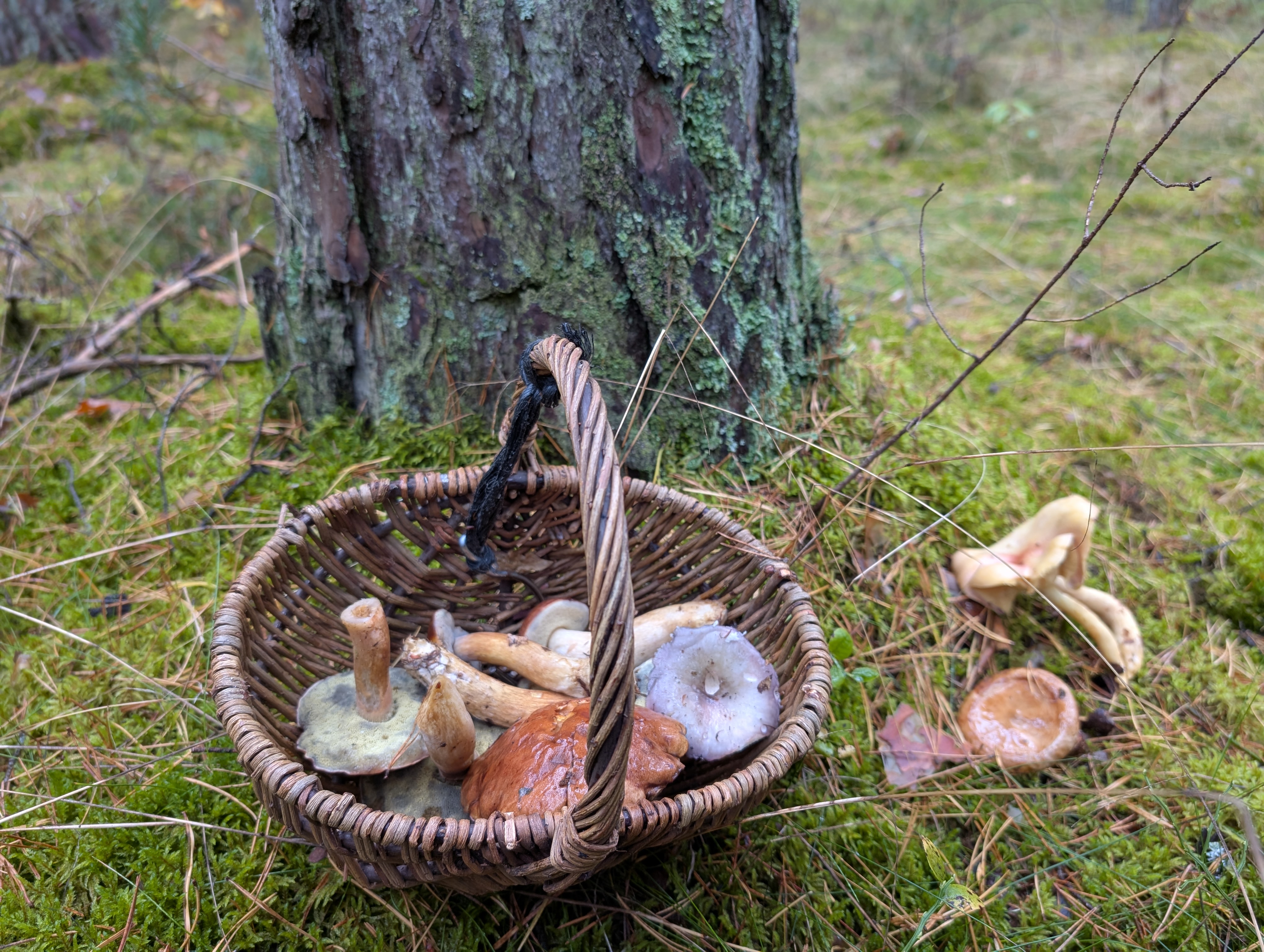 2025-10-25_Pilze Diana Härpfer (9).jpg