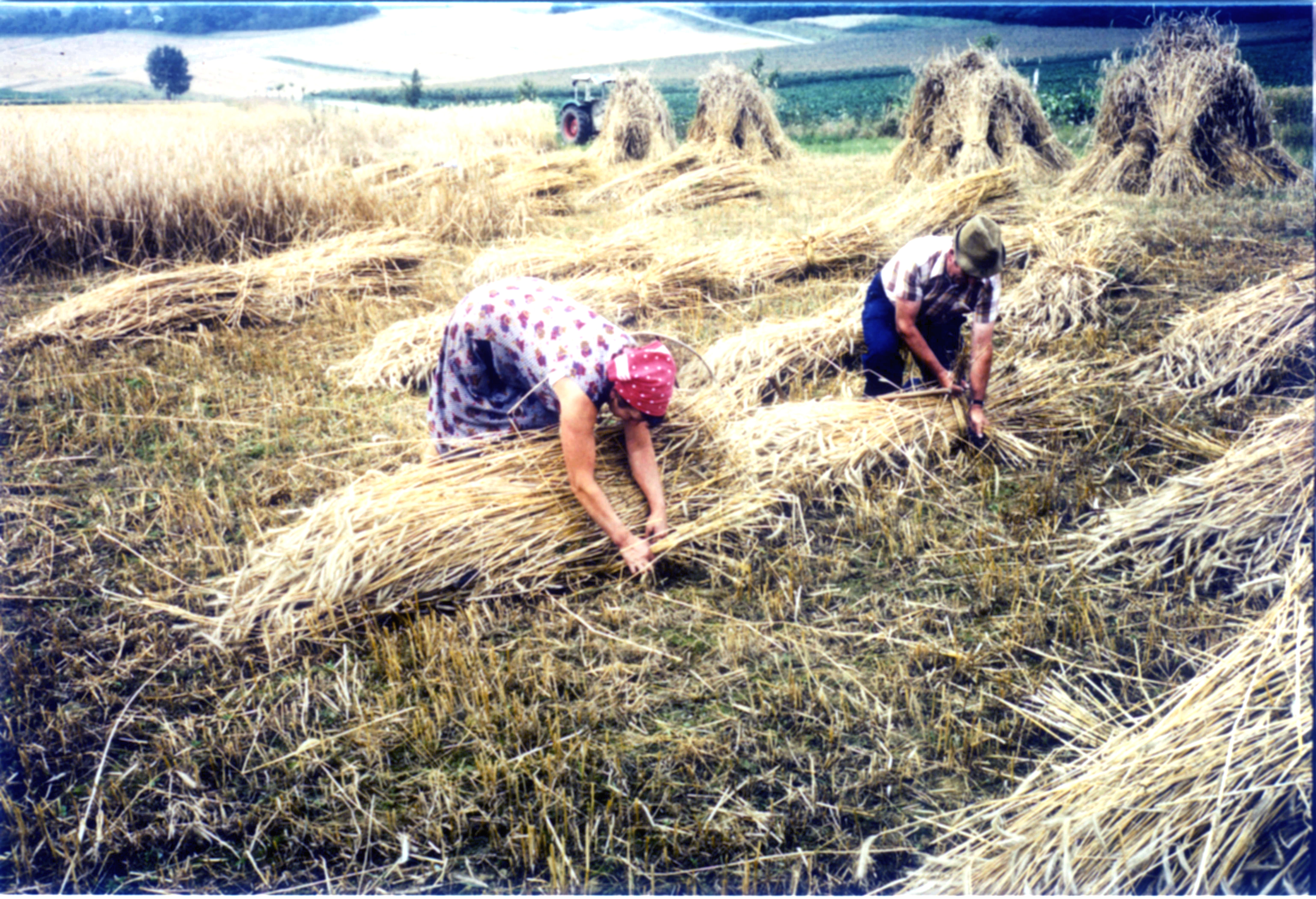 004_Feld_Seite 6 mitte.jpg