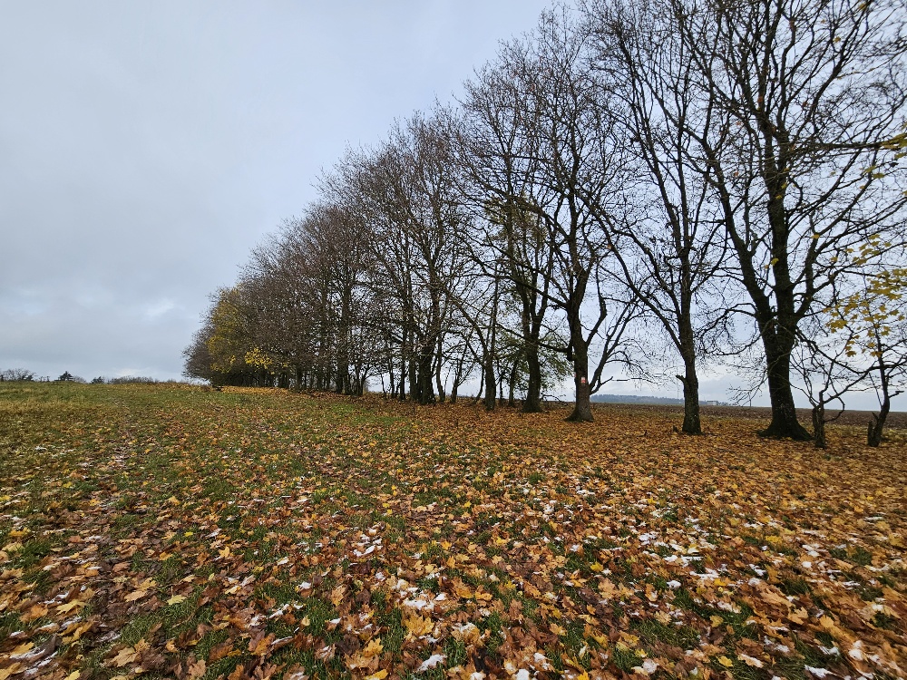Winnberg Hecke im Herbst Daniela Gabler 2025.jpg