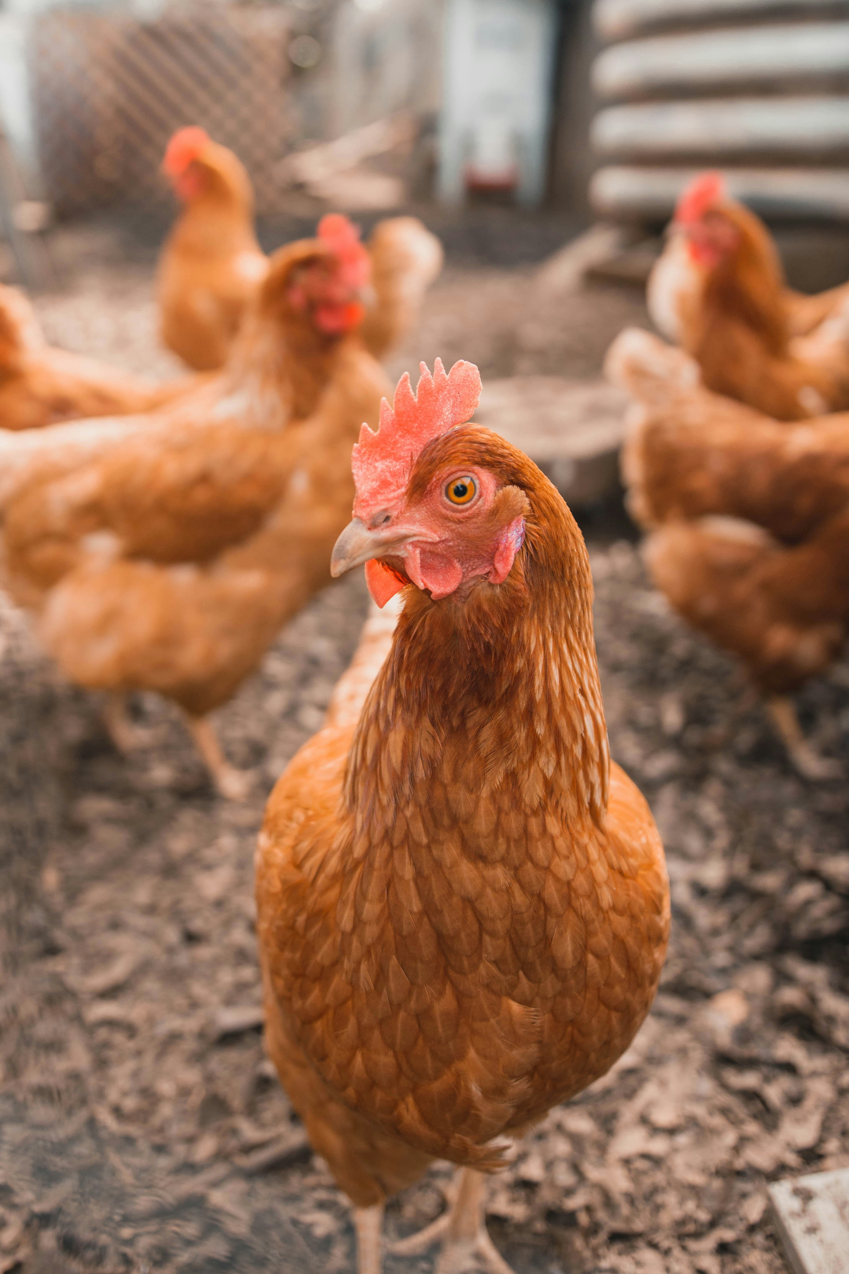 Mit dem Huhn auf Du und Du