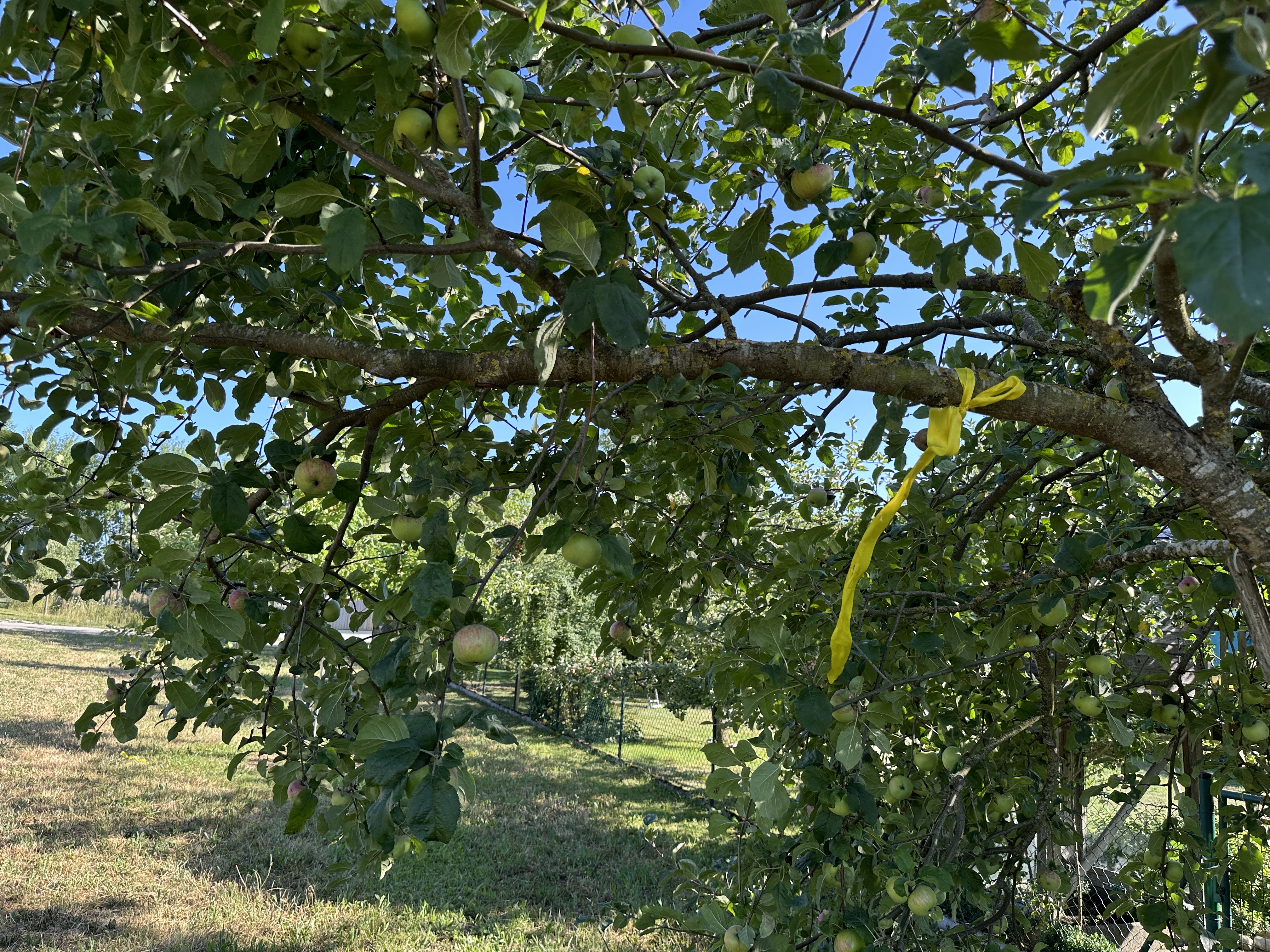IMG_0242.jpeg