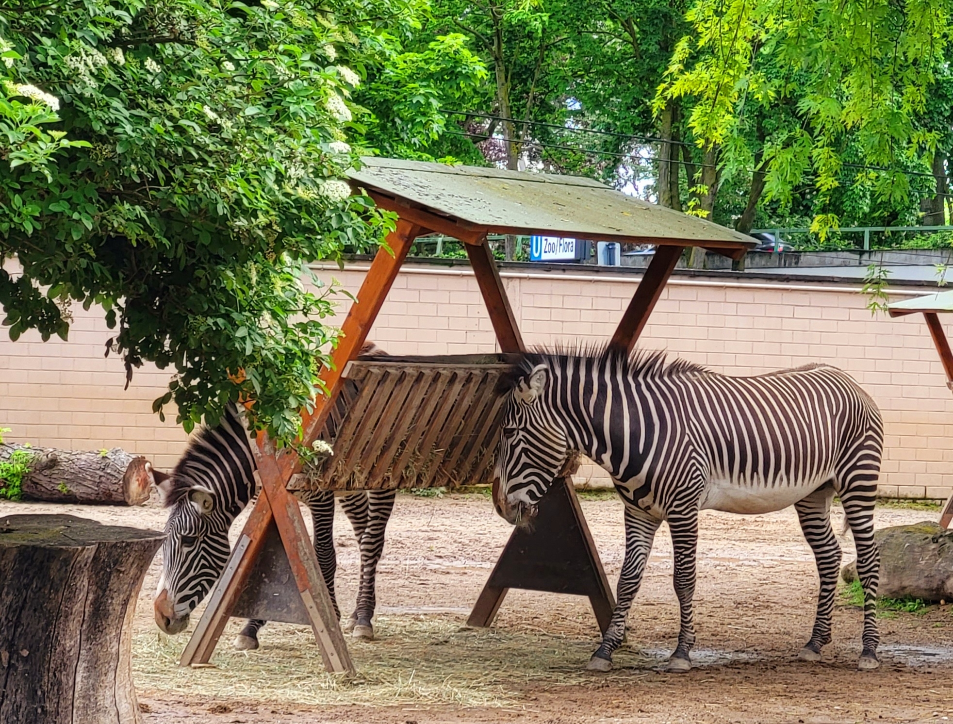 Große Seniorenfahrt zum Kölner Zoo