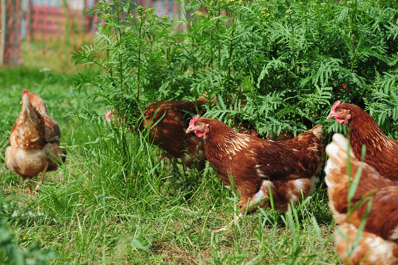 Mit dem Huhn auf Du und Du