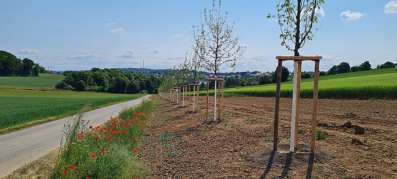mtb_2024-04_paten_baumallee-b580px.jpg