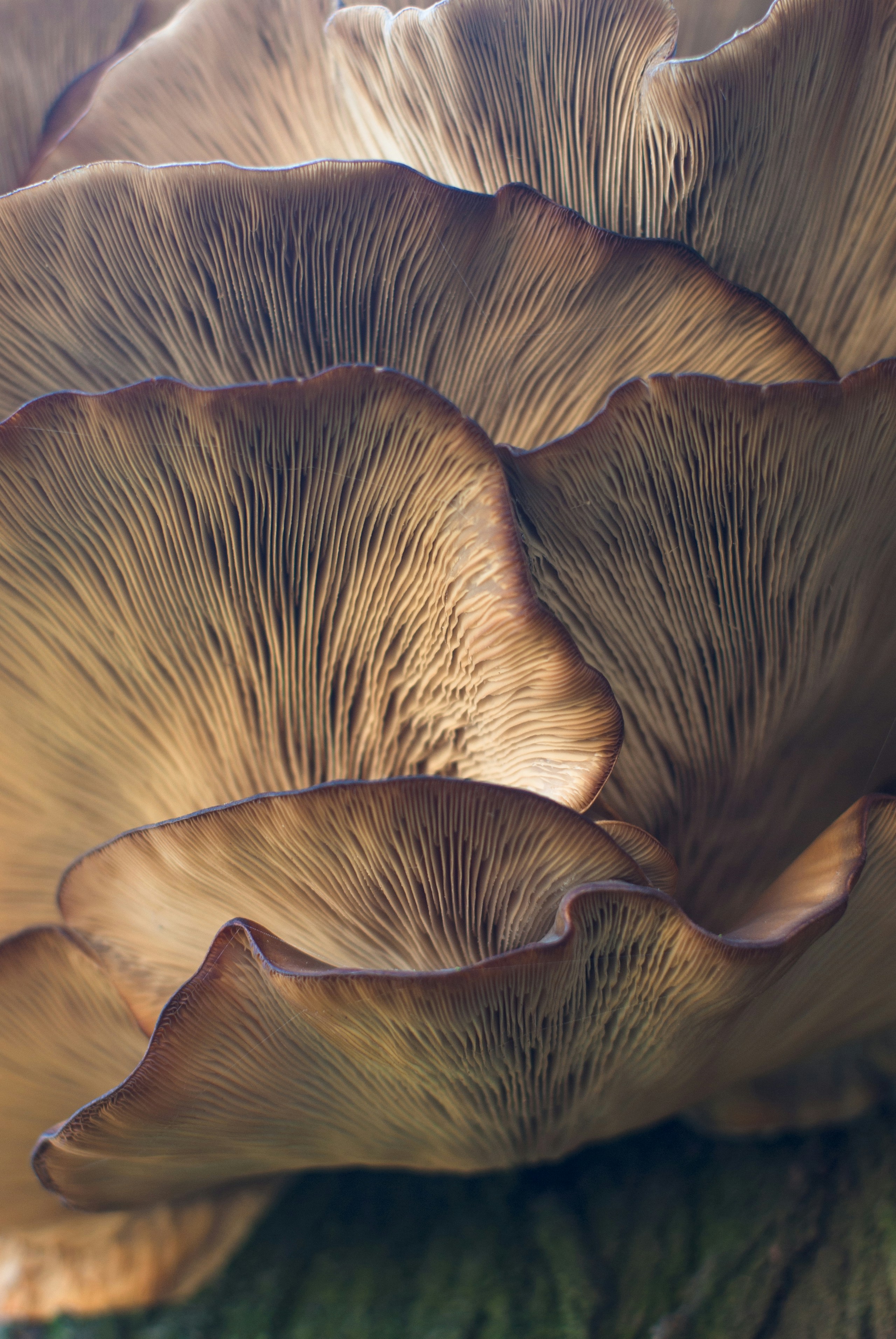 Schnupperkurs Pilze | Kinderkurs