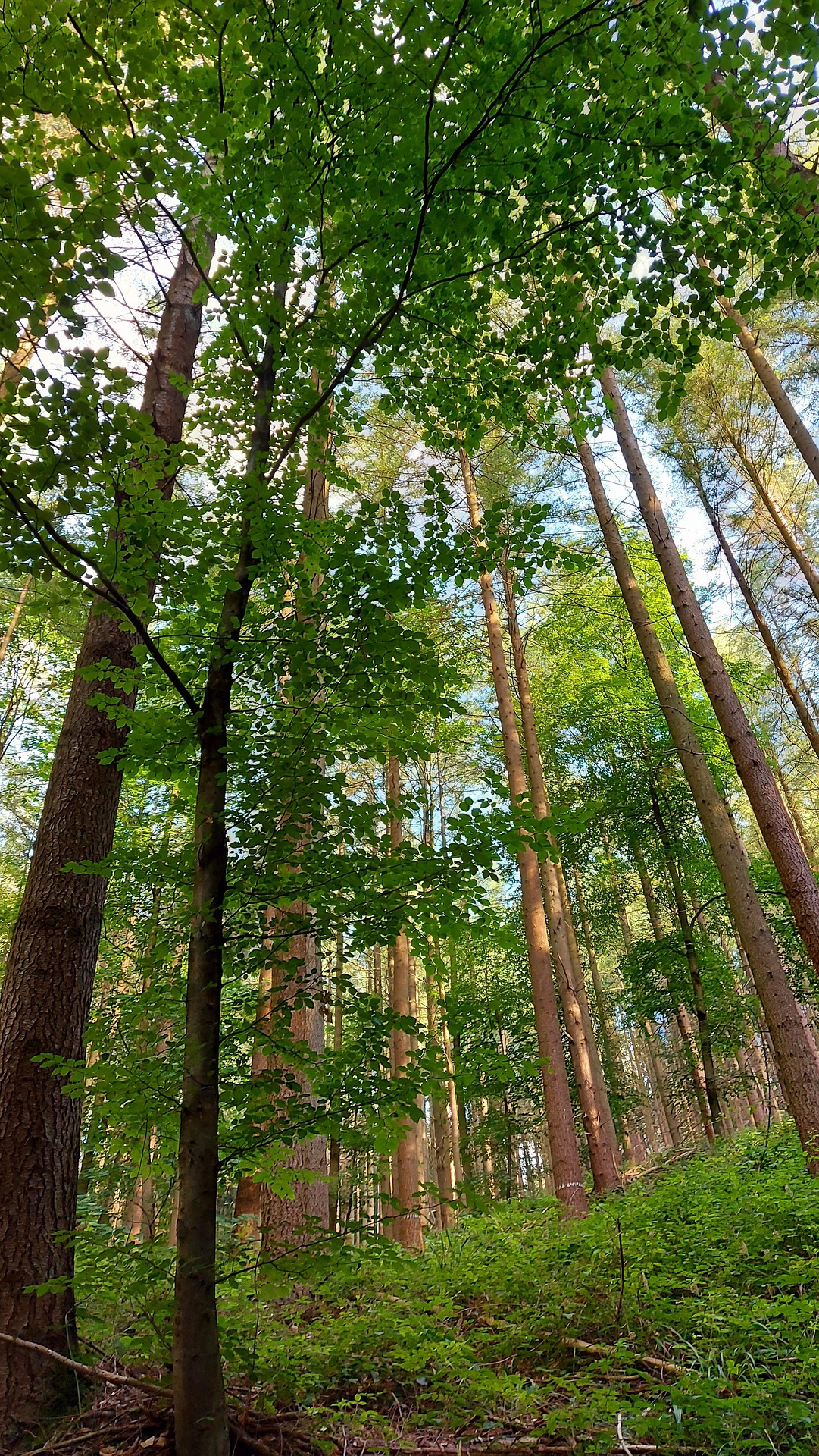 forest-5382579_1920.jpg