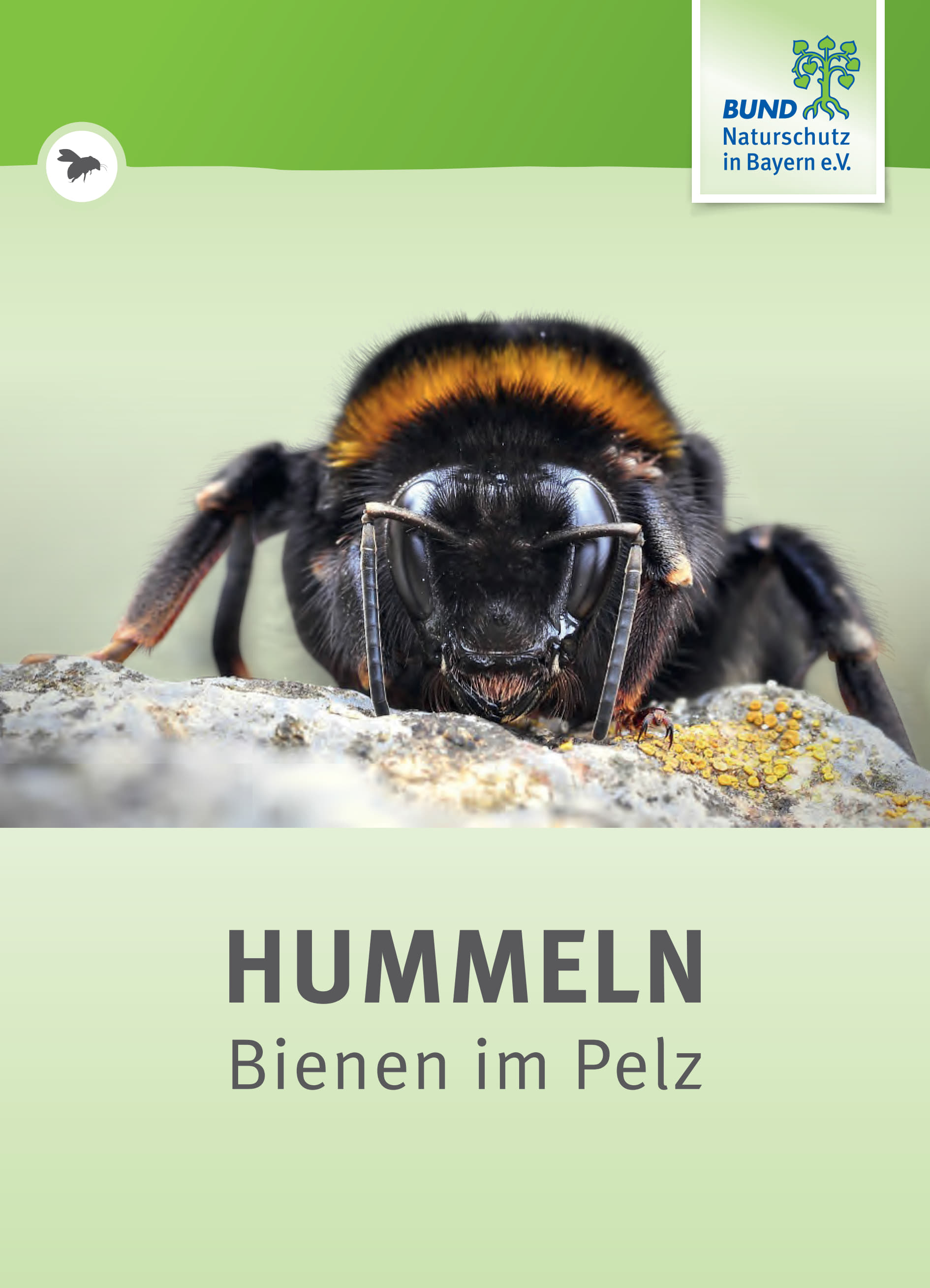 Hummeln_Bienen mit Pelz_Seite 01.jpg
