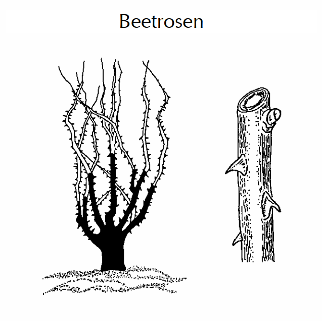 Rosenschnitt.png Rosenschnitt