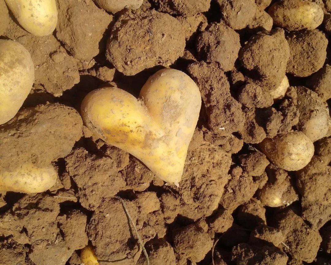 eine-tolle-knolle-fur-kinder-von-6-10-jahren-thumbnail-054bead3.jpg