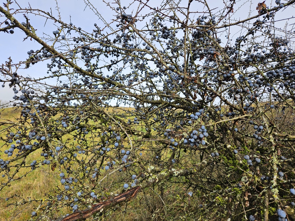 Winnberg Hecke im Herbst Daniela Gabler 2025 (2).jpg