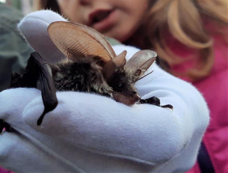 Fledermaus Exkursion Foto K.Weber.JPG