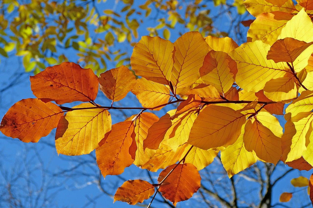 claude05alleva-foliage-539413_1280.jpg