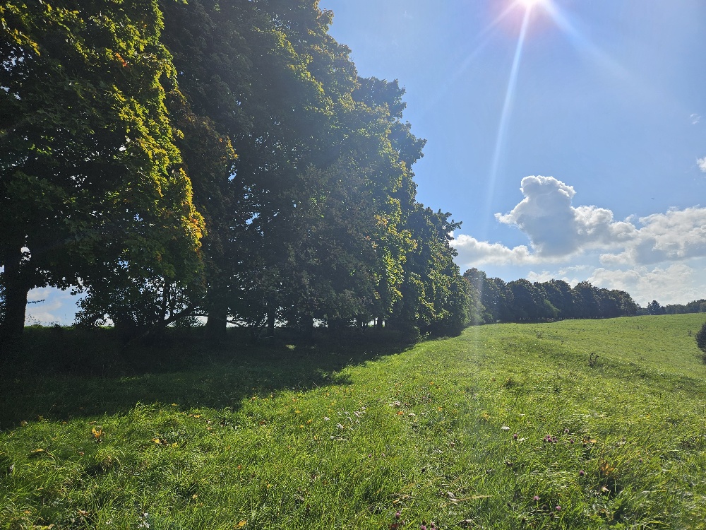 Winnberg Spätsommer Hecke Daniela Gabler 2025.jpg